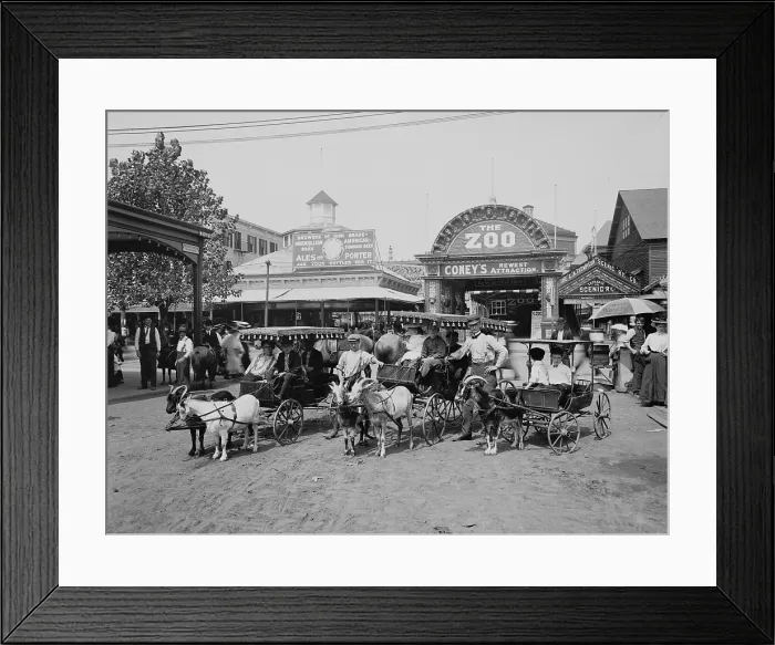 Framed Print : The Goat carriages in front of the zoo, Coney Island, New York, N.Y. 1900-1910 Framed Print : The Goat carriages in front of the zoo, Coney Island, New York, N.Y. 1900-1910