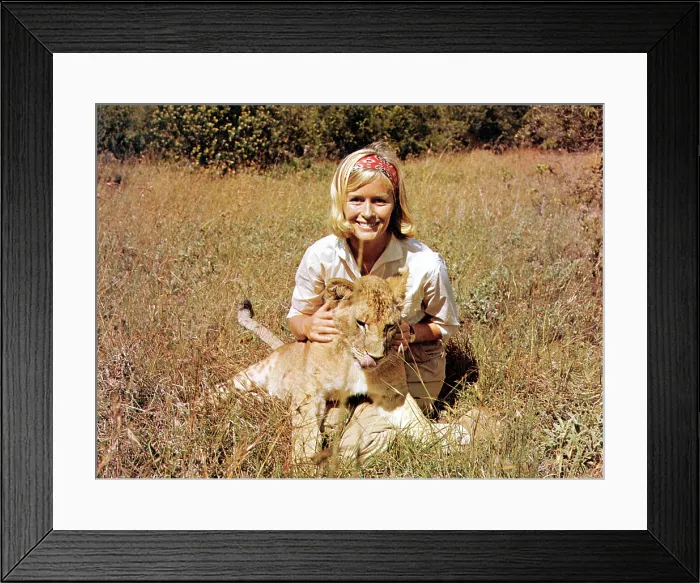 Framed Print : BORN FREE, Virginia McKenna with Elsa, 1966