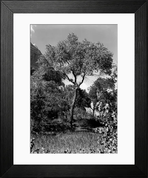 Framed Print : Cottonwood Treem Zion Canyon, Utah. 1929