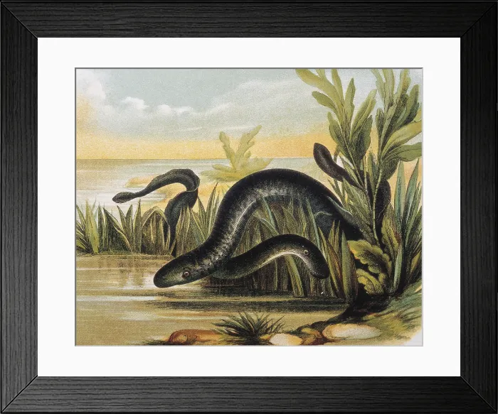 Framed Print : Sea lampreys. Engraving after a drawing by a F.Padro. Engraving. - J. Bedmar / Iberfoto / Everett Collection (250266)**US SALES ONLY**