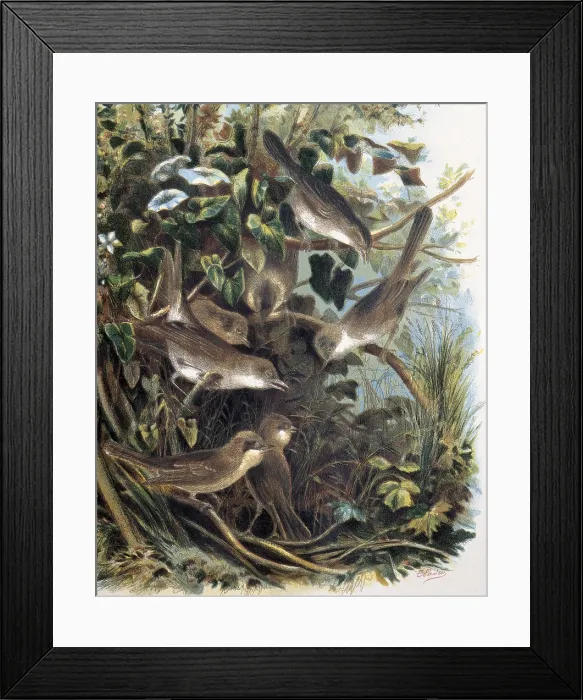 Framed Print : Group of Lesser Whitethroats. Engraving after a drawing by a F.Padro. Engraving. - J. Bedmar / Iberfoto / Everett Collection (159784)**US SALES ONLY** Framed Print : Group of Lesser Whitethroats. Engraving after a drawing by a F.Padro. Engraving. - J. Bedmar / Iberfoto / Everett Collection (159784)**US SALES ONLY**