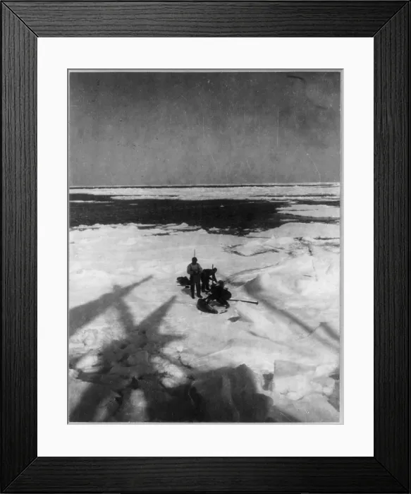 Framed Print : Discovery and exploration of the South Pole by Capt. Roald Amundsen and crew. Shown: members of the expedition capturing seals, ca. 1912 Framed Print : Discovery and exploration of the South Pole by Capt. Roald Amundsen and crew. Shown: members of the expedition capturing seals, ca. 1912