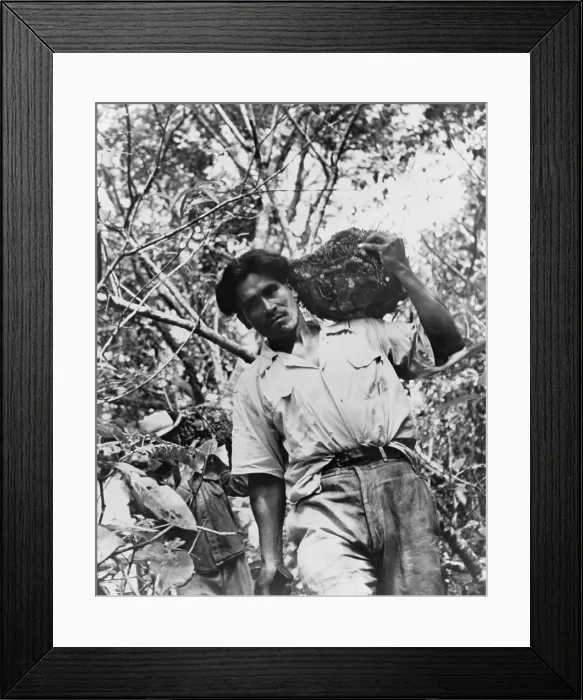 Framed Print : Mexican laborer carrying wild yams, cabezo de negro, in 1951, in a tropical rain forest