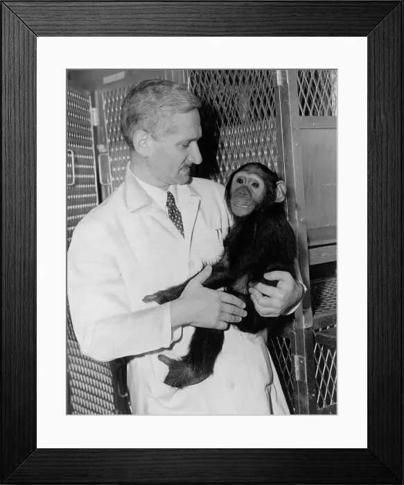 Framed Print : Dr. Albert B. Sabin holding a chimpanzee in Cincinnati research laboratory. He was developing a live-virus vaccine for polio to supplement Jonas Salk's killed virus vaccine