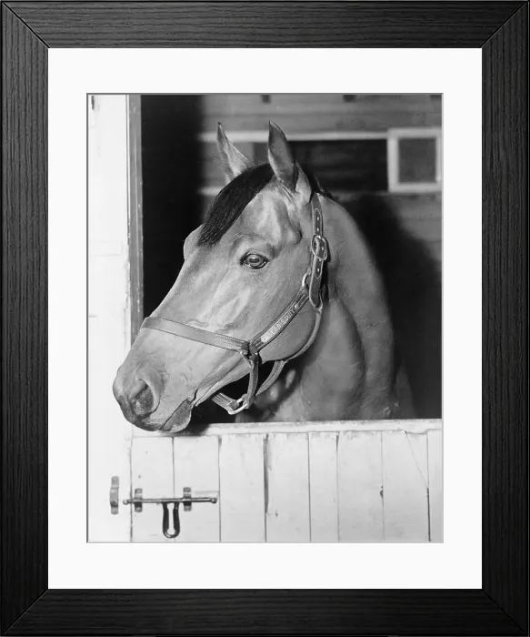 Framed Print : Seabiscuit (1933-1947), in his stall at Belmont Park, May 27, 1938. Two films were based on the horse's story: THE STORY OF SEABISCUIT (1949), and SEABISCUIT(2003) Framed Print : Seabiscuit (1933-1947), in his stall at Belmont Park, May 27, 1938. Two films were based on the horse's story: THE STORY OF SEABISCUIT (1949), and SEABISCUIT(2003)