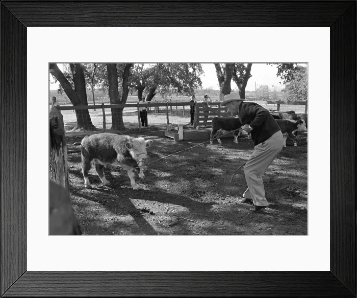 Framed Print : President Lyndon Johnson roping calves at the LBJ Ranch, near Stonewall, Texas. Nov. 20, 1965