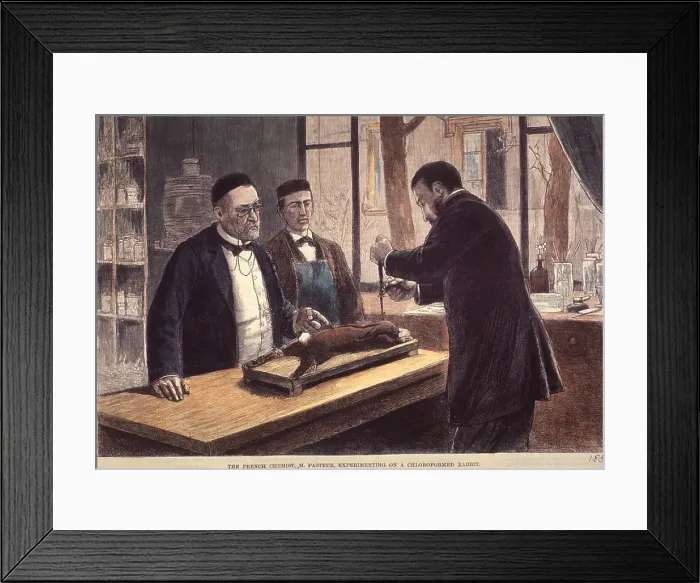 Framed Print : Louis Pasteur (1822-1895), French chemist and microbiologist, experimenting on a chloroformed rabbit during his search for a cure for rabies. 1885