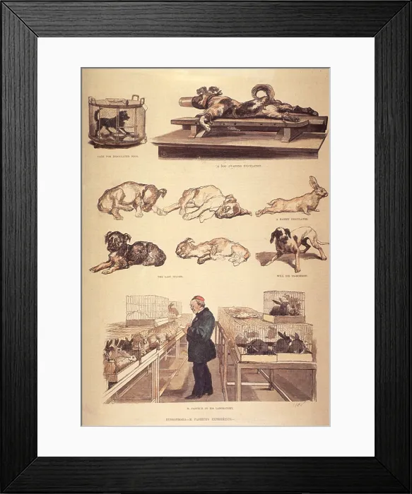 Framed Print : Louis Pasteur (1822-1895) in laboratory, working on hydrophobia (rabies) experiments, with rabbits and dogs. 1885 Framed Print : Louis Pasteur (1822-1895) in laboratory, working on hydrophobia (rabies) experiments, with rabbits and dogs. 1885