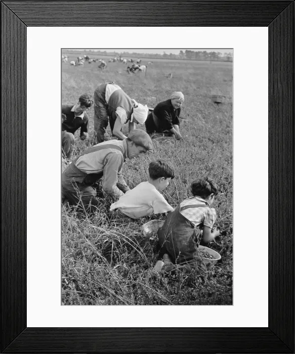 Framed Print : Child labor during the Great Depression. A Family of Italian-American from Philadelphia work in cranberry bog
