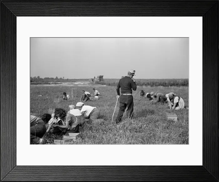 Framed Print : Padrone supervising work of Italian-American cranberry pickers including many children kept out of school. Burlington County New Jersey Oct. 1938 Framed Print : Padrone supervising work of Italian-American cranberry pickers including many children kept out of school. Burlington County New Jersey Oct. 1938