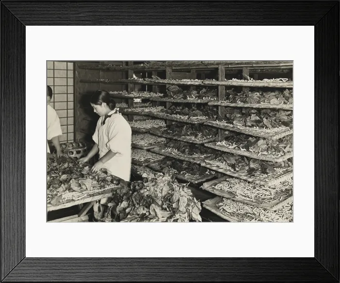 Framed Print : Japanese women tending trays of mulberry leaves and silkworms