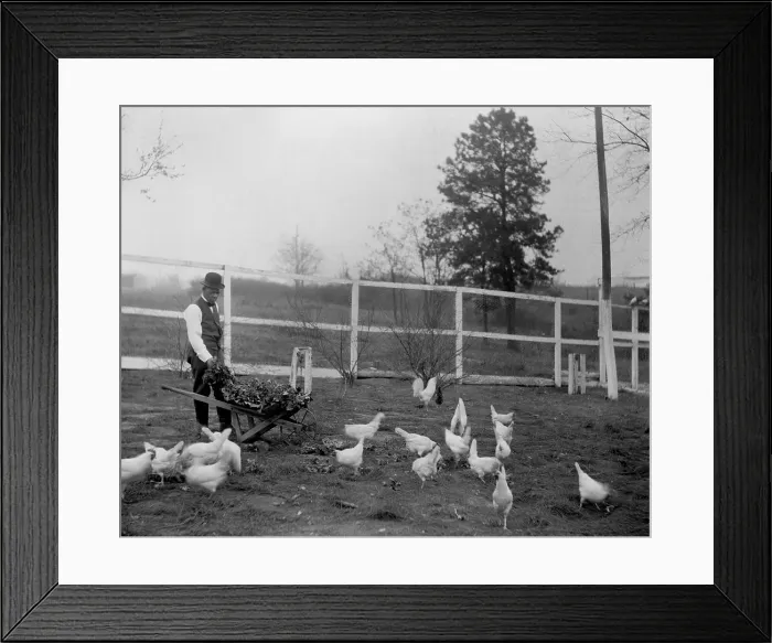Framed Print : Booker T. Washington (1856-1915), feeding his chickens with greens raised in his own garden, Tuskegee Institute Framed Print : Booker T. Washington (1856-1915), feeding his chickens with greens raised in his own garden, Tuskegee Institute