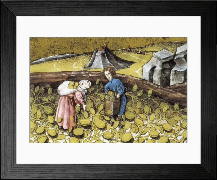 Framed Print : Codex Granatensis: De natura rerum. 1400. Illustration about indian melons. Edition of Granada of the original of the 13th C. Gothic art. Miniature Painting. SPAIN. Granada