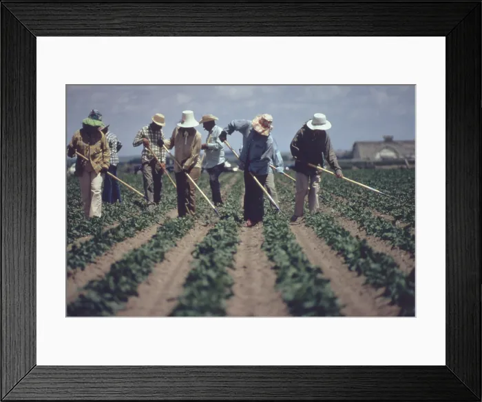 Framed Print : Gang of farm workers weeding sugar beets by hand with hoes. The men and woman wear hats and long sleeves to as protection against day long exposure to the sun. Ca. 1973-75 Framed Print : Gang of farm workers weeding sugar beets by hand with hoes. The men and woman wear hats and long sleeves to as protection against day long exposure to the sun. Ca. 1973-75