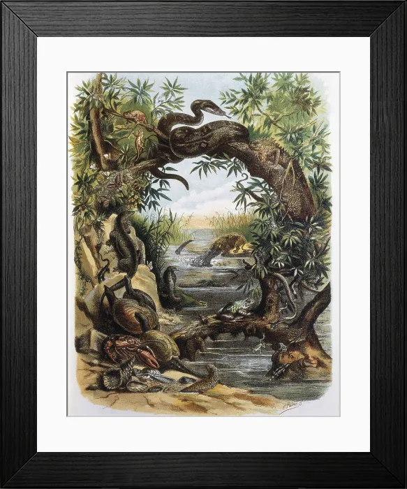 Framed Print : Reptiles and Crustaceans. Engraving after a drawing by a F.Padro. Engraving. - J. Bedmar / Iberfoto / Everett Collection (292205)**US SALES ONLY**
