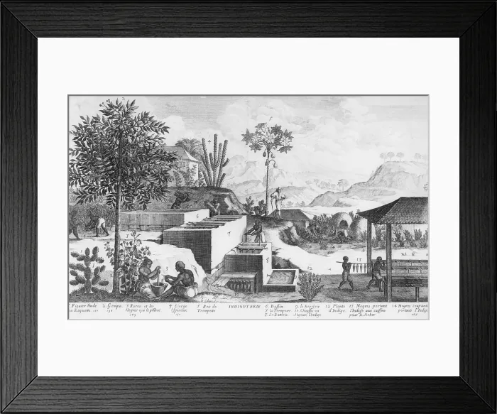 Framed Print : Slaves and their overseer working on a Caribbean plantation producing natural blue dye from indigo plants
