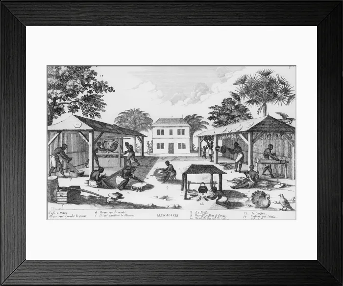 Framed Print : Daily life for enslaved Africans in the Caribbean included curing tobacco, making rope (on right), and preparing cassava or manioc roots (left and center) Framed Print : Daily life for enslaved Africans in the Caribbean included curing tobacco, making rope (on right), and preparing cassava or manioc roots (left and center)