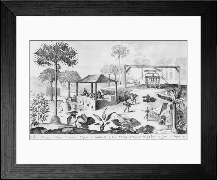 Framed Print : Sugar production in the West Indies in the 17th century used an evaporating furnace (left), grinding mill driven by oxen (right), dwellings for the black workers (lower right)