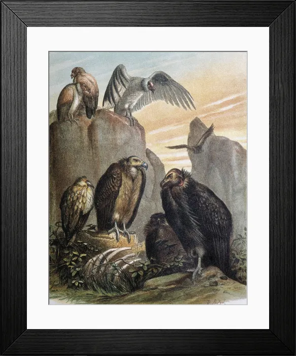 Framed Print : Vultures. Engraving after a drawing by a F.Padro. - J. Bedmar / Iberfoto / Everett Collection (379011)**US SALES ONLY**