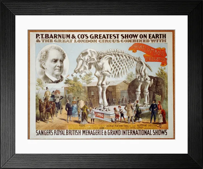 Framed Print : Poster for P.T. Barnum & Circus featuring the skeleton of Jumbo the Elephant, who died four years earlier, when run over by a locomotive. 1885