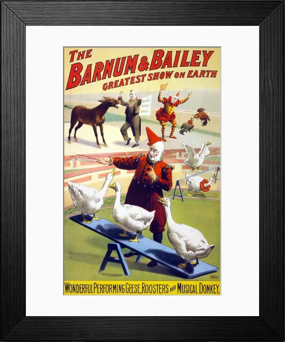 Framed Print : Clowns perform with geese, roosters and musical donkey in Barnum & Bailey circus. Poster, ca. 1900 Framed Print : Clowns perform with geese, roosters and musical donkey in Barnum & Bailey circus. Poster, ca. 1900