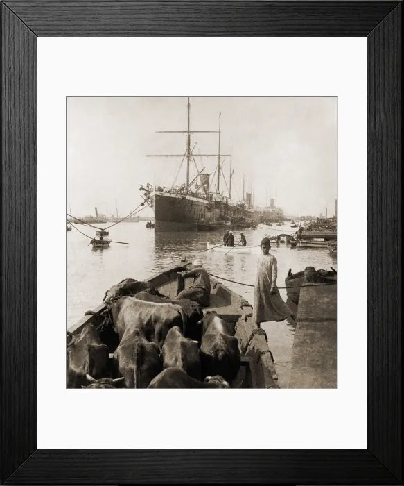 Framed Print : Cattle in a small boat destined to provide beef for the ocean liners anchored in the Suez Canal Port Said. 1900. LC-USZ62-103021 Framed Print : Cattle in a small boat destined to provide beef for the ocean liners anchored in the Suez Canal Port Said. 1900. LC-USZ62-103021