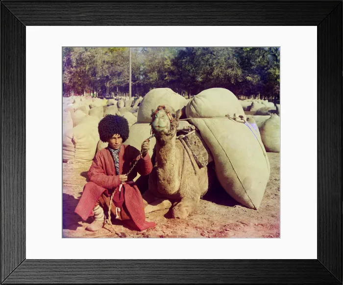 Framed Print : Central Asian camel driver poses with a camel loaded with packs ca. 1910. LC-DIG-prokc-20011