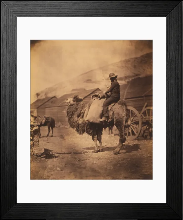 Framed Print : Merchant seaman on dromedary camel in 1855. Photo taken by Roger Fenton during his photo documentation of British Crimean War military operations. LC-USZC4-9364 Framed Print : Merchant seaman on dromedary camel in 1855. Photo taken by Roger Fenton during his photo documentation of British Crimean War military operations. LC-USZC4-9364