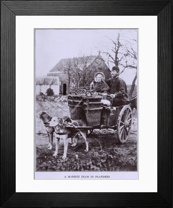 Framed Print : A MARKET TEAM IN FLANDERS. Two dogs about to pull a loaded cart with two adult passengers. Ca. 1900-1910. belgiumlandofart00grif_0041