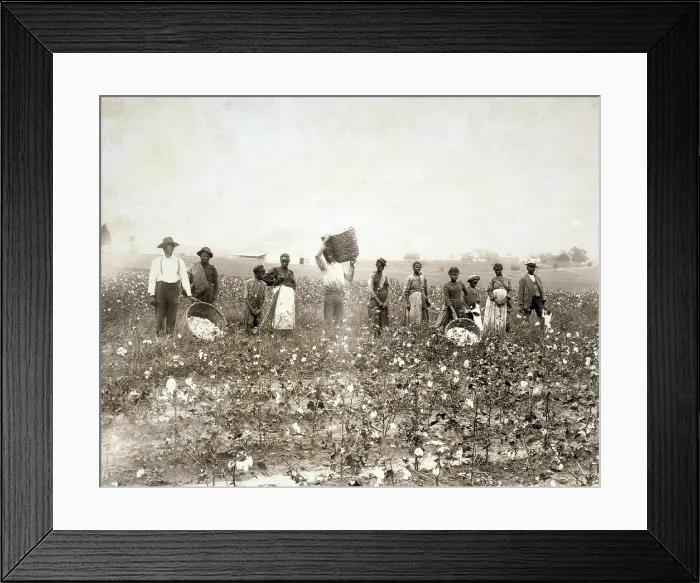 Framed Print : African American men, women, and children, employed as cotton pickers in North Carolina, 1900