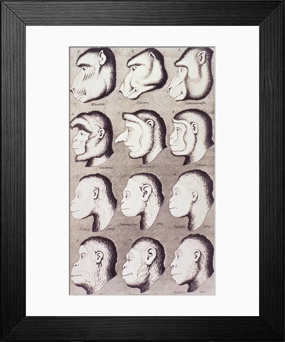 Framed Print : A series of primate heads progressively develop to more human-like features