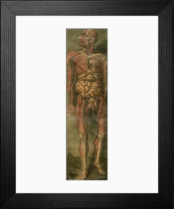 Framed Print : Visually sensational anatomical illustration of a man from ANATOMIE GENERALE DES VISCERES, by Gautier d'Agoty, 1722 Framed Print : Visually sensational anatomical illustration of a man from ANATOMIE GENERALE DES VISCERES, by Gautier d'Agoty, 1722