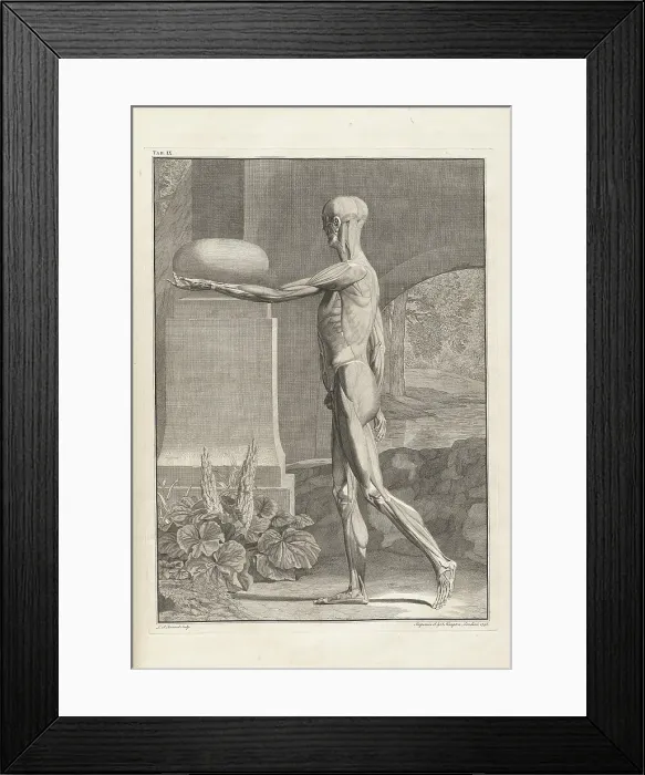 Framed Print : Musculature plate from 18th century anatomy treatise by Bernhard Albinus, with engravings by Jan Wandelaar (1690-1759) Framed Print : Musculature plate from 18th century anatomy treatise by Bernhard Albinus, with engravings by Jan Wandelaar (1690-1759)