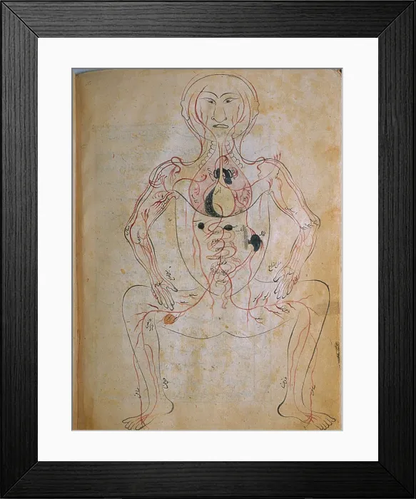 Framed Print : The human venous system, from MANSUR'S ANATOMY, authored by the Persian scholar and physician, Mansur ibn Ilyas (ca. 1370-1423)