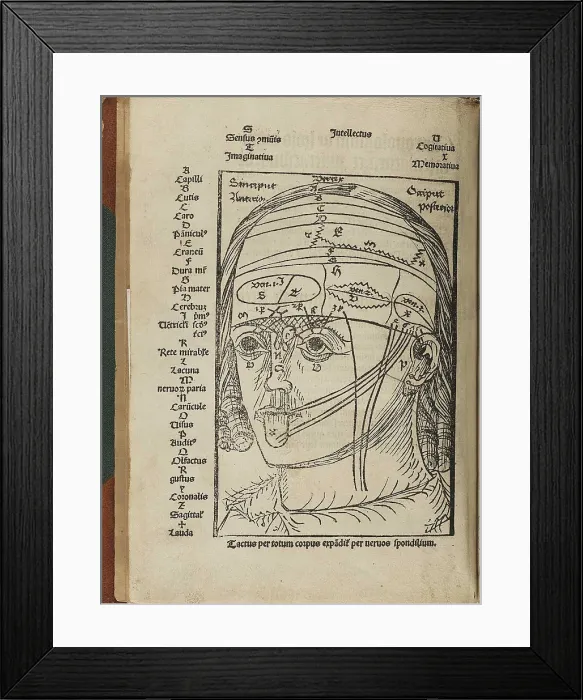 Framed Print : A human head indicating areas of the brain that correspond to the senses Framed Print : A human head indicating areas of the brain that correspond to the senses