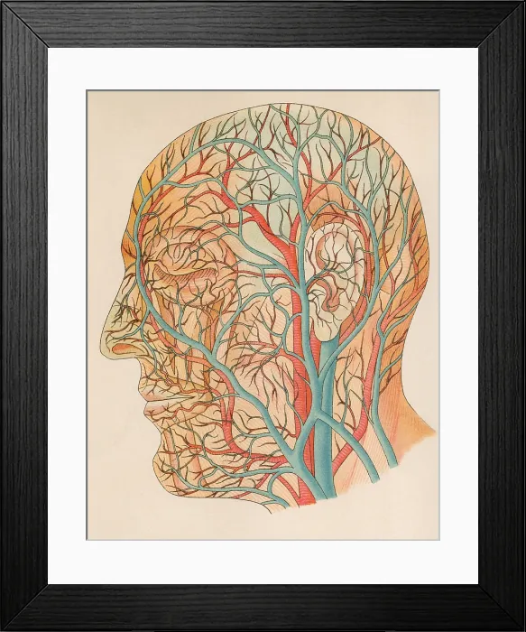 Framed Print : Blood vessels of the head from a German anatomy text of ca. 1900