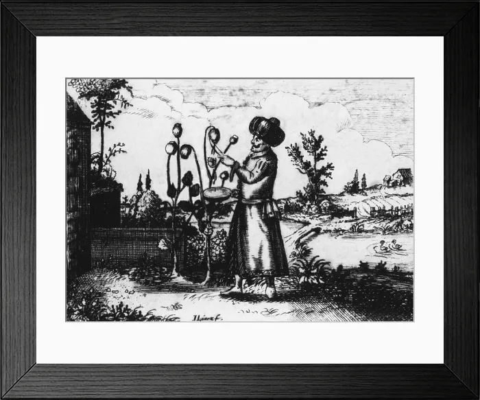 Framed Print : A man in Turkish dress slashes an opium poppy bud to extract the sap from the seed capsule. Opium was introduced to Europe from Asia in the 16th century, and used as a painkiller