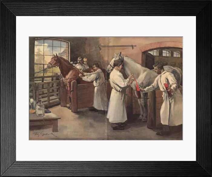 Framed Print : Diphtheria antitoxin was made by inoculating horses with diphtheria bacteria, then bleeding the animals to obtain their blood serum Framed Print : Diphtheria antitoxin was made by inoculating horses with diphtheria bacteria, then bleeding the animals to obtain their blood serum
