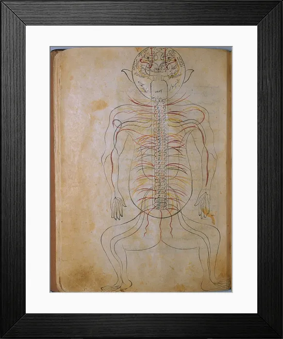 Framed Print : The human nervous system, from MANSUR'S ANATOMY, authored by the Persian scholar and physician, Mansur ibn Ilyas (ca. 1370-1423)