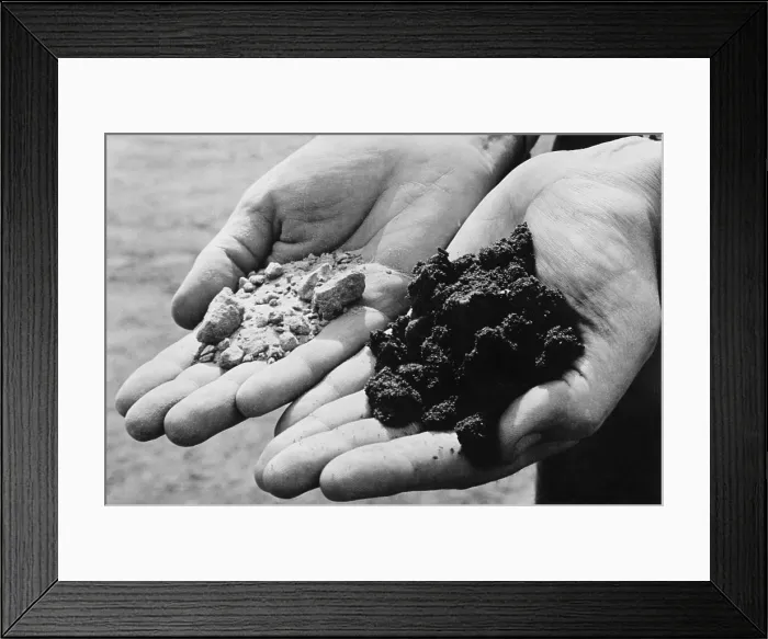 Framed Print : Two varieties of sand from an oil drilling district. The hand on the left holds dry, oil-less sand, while the other holds sand rich and dark with oil
