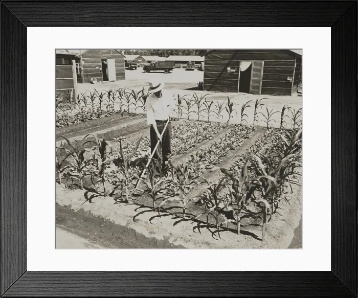 Framed Print : Garden at the Fresno Assembly Center, a detention center for Japanese-Americans in 1942 Framed Print : Garden at the Fresno Assembly Center, a detention center for Japanese-Americans in 1942