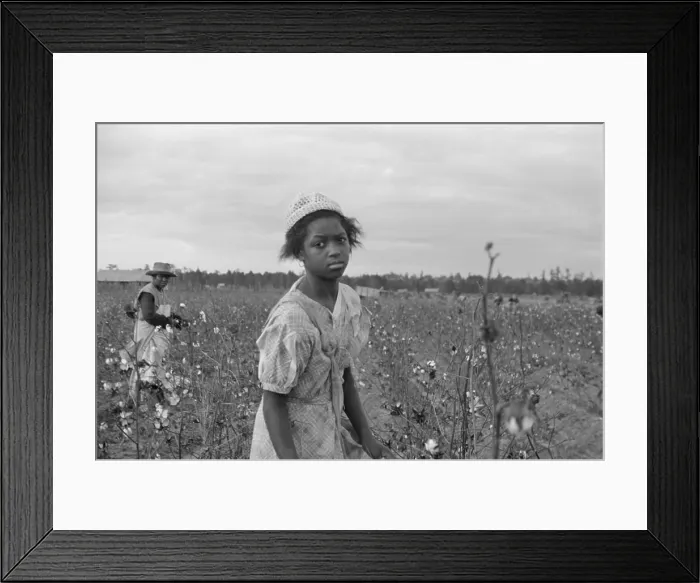 Framed Print : African American girl picking cotton in Pulaski County, Arkansas. Oct. 1935 photo by Ben Shahn