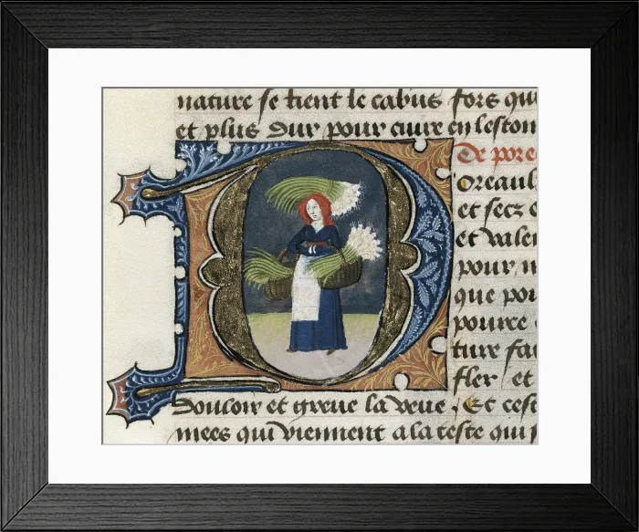 Framed Print : FIRENZE, Aldebrando da (14th century). Treatise on medicine. 1356. Fol. 109. Treaty about the properties of the leek. Women carrying bundles of leeks. Gothic art