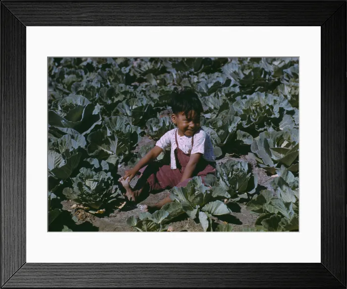 Framed Print : Child of a migratory farm laborer in a cabbage garden. Texas, Jan. 1942. His parents are residents at a U.S Framed Print : Child of a migratory farm laborer in a cabbage garden. Texas, Jan. 1942. His parents are residents at a U.S