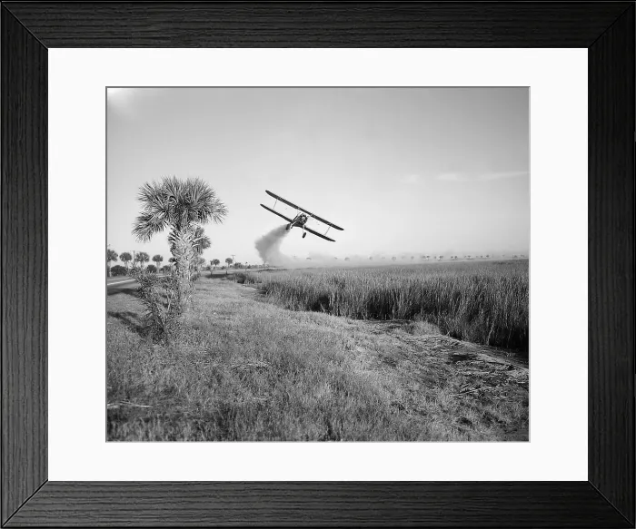 Framed Print : A bi-plane is spraying DDT insecticide during malaria control operations in Savannah, Georgia. Ca. 1950