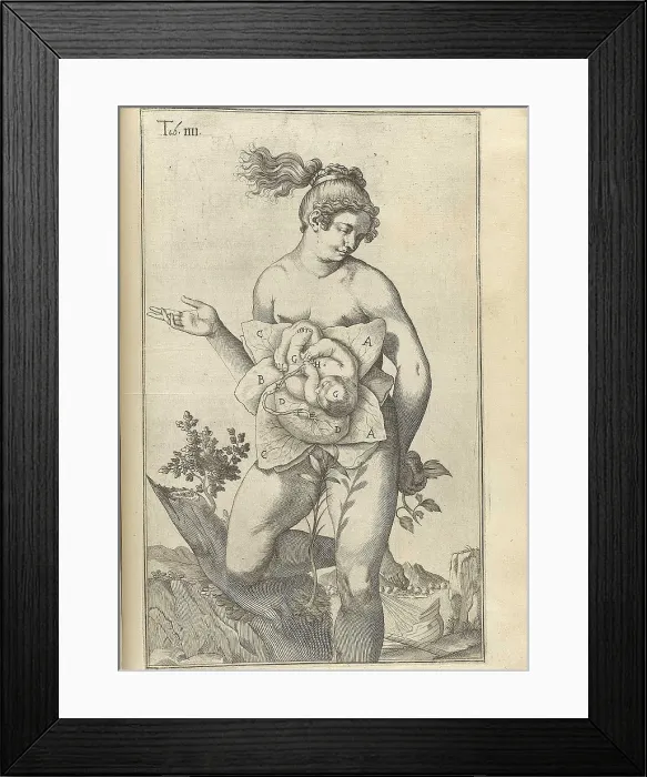 Framed Print : Development of the fetus. Female figure with womb exposed displaying a fetus from Adriaan van de Spiegel's, DE FORMATO FOETU LIBER EXORNATUS, 1626 Framed Print : Development of the fetus. Female figure with womb exposed displaying a fetus from Adriaan van de Spiegel's, DE FORMATO FOETU LIBER EXORNATUS, 1626