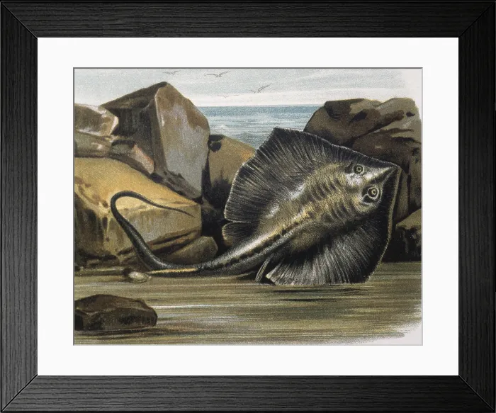 Framed Print : Common stingray(Trygon pastinaca). Engraving after a drawing by a F.Padro. Engraving. - J. Bedmar / Iberfoto / Everett Collection (563042)**US SALES ONLY** Framed Print : Common stingray(Trygon pastinaca). Engraving after a drawing by a F.Padro. Engraving. - J. Bedmar / Iberfoto / Everett Collection (563042)**US SALES ONLY**