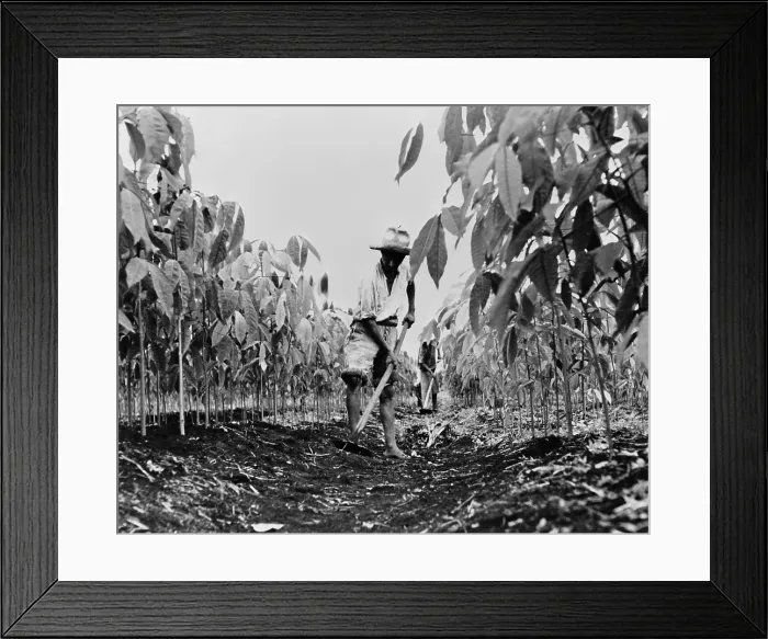Framed Print : Worker removing weeds with a hoe on a rubber plantation in Guatemala. 1940 Framed Print : Worker removing weeds with a hoe on a rubber plantation in Guatemala. 1940