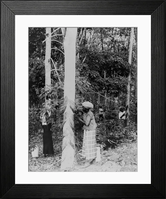 Framed Print : Gathering rubber sap. The rubber plants responds to cutting with a protective secretion of latex, which hardens into gum rubber. Java, Indonesia, ca. 1910 Framed Print : Gathering rubber sap. The rubber plants responds to cutting with a protective secretion of latex, which hardens into gum rubber. Java, Indonesia, ca. 1910