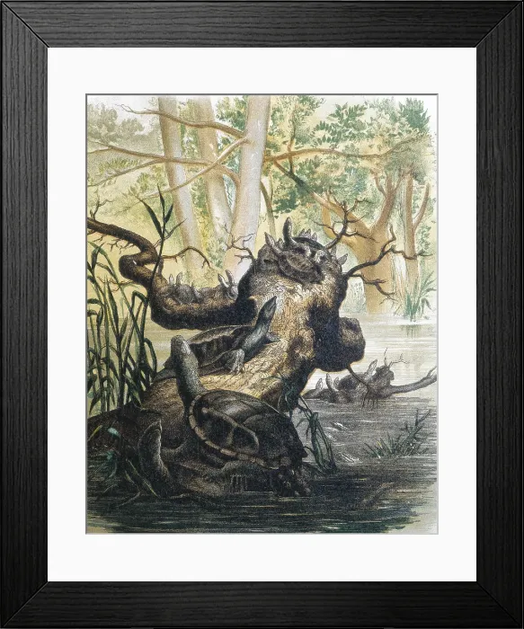 Framed Print : Group of turtles. Engraving after a drawing by a F.Padro. Engraving. - J. Bedmar / Iberfoto / Everett Collection (264363)**US SALES ONLY**